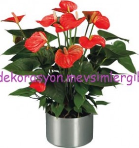 antoryum çiçeği bakımı nasıl yapılmalıdır yapılır
